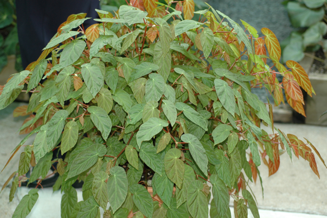 B. ‘Polyantha’